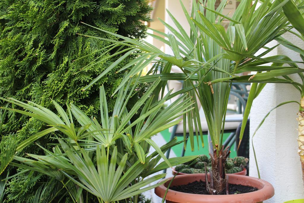 שיופוק Bamboo Wellness Apartment מראה חיצוני תמונה